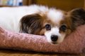 犬の更年期障害、治…の画像