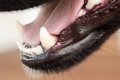犬の顎の特性とかか…の画像