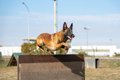 警察犬訓練用のウォ…の画像
