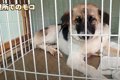 沖縄 保護犬┃2度捨て…の画像