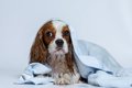 『お風呂嫌いな犬』…の画像