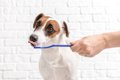 犬用の歯磨き粉は体…の画像