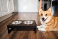 犬の『食事用テーブ…の画像