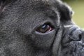 犬の「目」に起こる…の画像