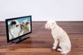 犬がテレビの中の犬…の画像