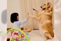 大型犬と女の子の様…の画像