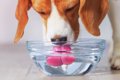 犬が飲み水で『食中…の画像