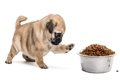 犬がご飯を『遊び食…の画像