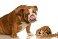 犬が『ご飯を食べ過…の画像