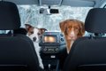 犬を車に乗せる時の…の画像