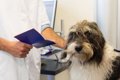 犬の「尿検査」で分…の画像