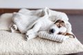 犬が見せる『寝不足…の画像