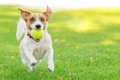 犬が大好きなボール…の画像