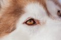 犬が目をしょぼしょ…の画像