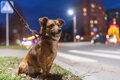 犬の『夜のお散歩』…の画像