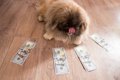 犬は実はお金好き？…の画像