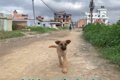 【体験動画】犬に優…の画像