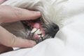 犬の歯周病とは？そ…の画像
