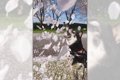 桜吹雪と柴犬さん！…の画像