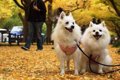 【神宮外苑】愛犬と…の画像