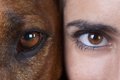 犬と人間の『目の違…の画像