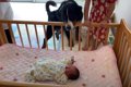 大型犬と赤ちゃんの…の画像