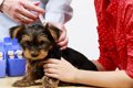 子犬のワクチン接種…の画像