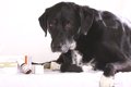 犬が乾燥剤を誤飲し…の画像