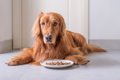愛犬がご飯を食べな…の画像