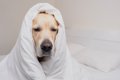犬の『睡眠の質が悪…の画像