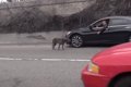 「高速道路に犬がい…の画像