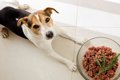 犬への生肉給餌に対…の画像