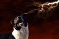 犬に静電気が与える…の画像