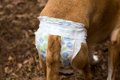 犬のオムツの付け方…の画像