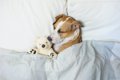 犬が飼い主のベッド…の画像