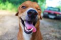幸せな犬の特徴６選の画像