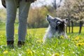 犬にNGな『春の野草…の画像