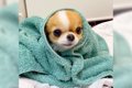 お風呂上りの犬をタ…の画像