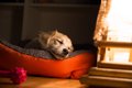「犬の安眠度」チェ…の画像