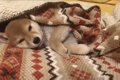 柴犬パピーちゃん眠…の画像