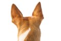 犬の耳の形には、そ…の画像