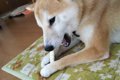 犬の歯は意外と折れ…の画像