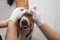 犬の目の下が腫れる…の画像