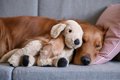 犬の『寝相』で心理…の画像