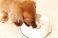 犬の過食の原因と対…の画像