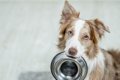 愛犬の食器がヌルヌ…の画像