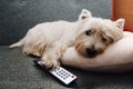犬に『テレビ』はど…の画像
