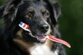 初めての犬の歯磨き…の画像