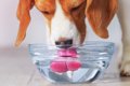 犬が水を飲みすぎる…の画像