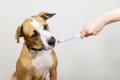 犬の歯磨きで寿命を…の画像